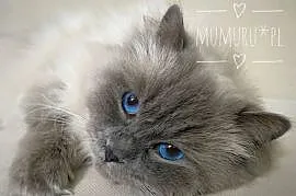Cudowny ragdoll kocur hodowla FPL rodowód