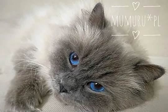 Cudowny ragdoll kocur hodowla FPL rodowód