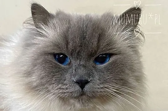 Cudowny ragdoll kocur hodowla FPL rodowód, Lubuskie, Gorzów Wielkopolski