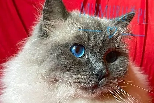 Cudowny ragdoll kocur hodowla FPL rodowód, Lubuskie, Gorzów Wielkopolski