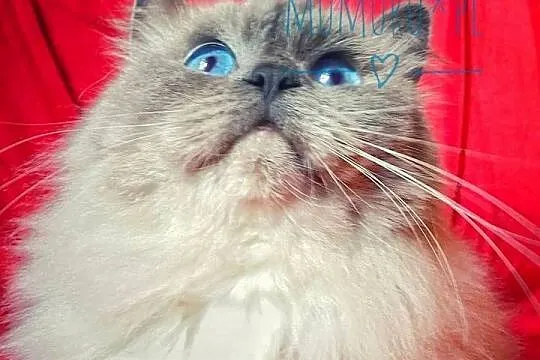 Cudowny ragdoll kocur hodowla FPL rodowód, Lubuskie, Gorzów Wielkopolski