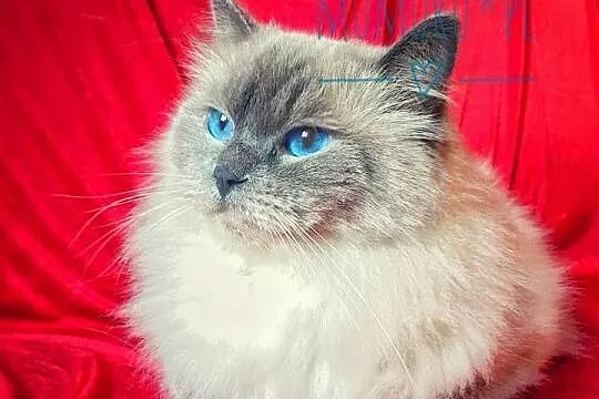 Cudowny ragdoll kocur hodowla FPL rodowód, Lubuskie, Gorzów Wielkopolski