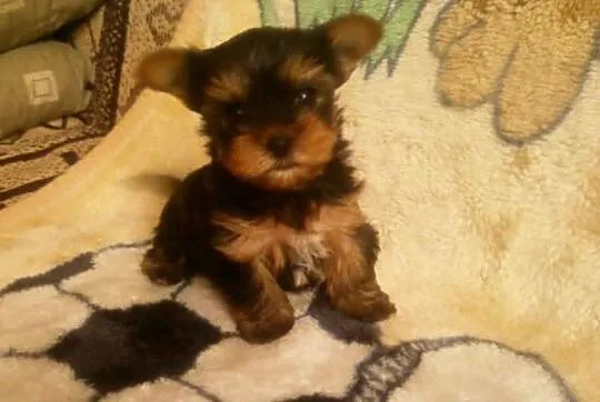 York Shire Terrier