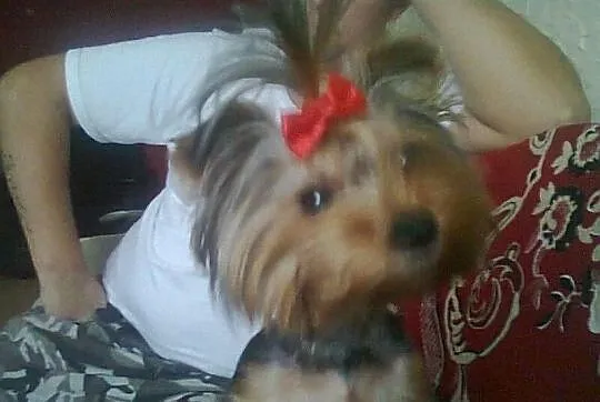 York Shire Terrier