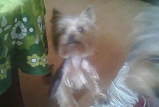 York Shire Terrier