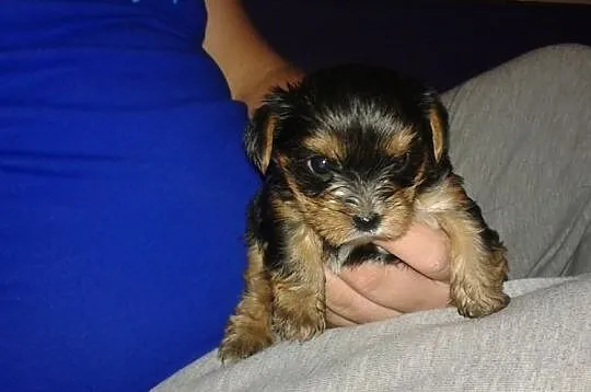 York Shire Terrier