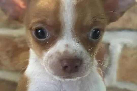 Mikro Chihuahua XXS – najukochańszy przyjaciel na świecie!