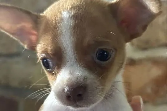 Mikro Chihuahua XXS – najukochańszy przyjaciel na świecie!, Mazowieckie, Warszawa