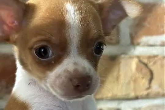 Mikro Chihuahua XXS – najukochańszy przyjaciel na świecie!, Mazowieckie, Warszawa