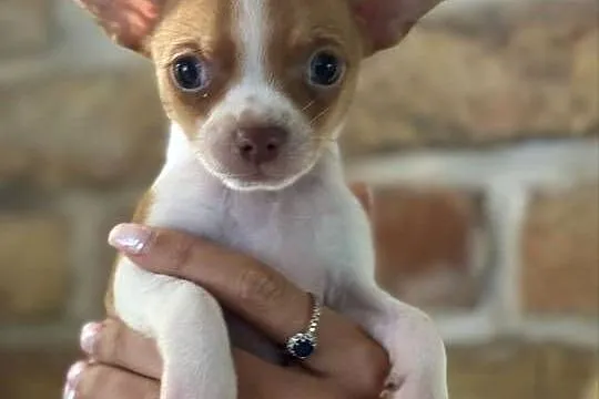 Mikro Chihuahua XXS – najukochańszy przyjaciel na świecie!, Mazowieckie, Warszawa