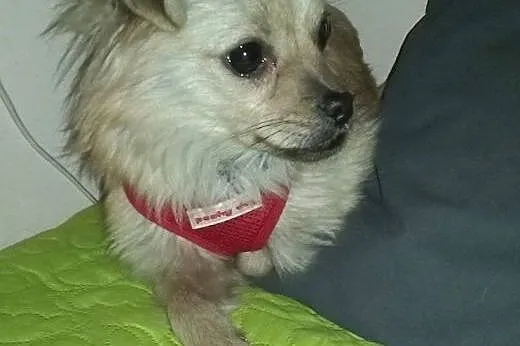 Zagłodzony MIKROPIESEK pilnie potrzebuje domu!,  K