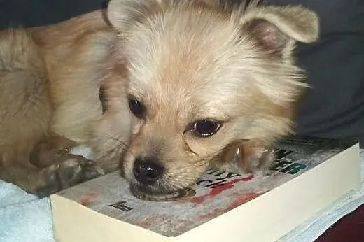 Zagłodzony MIKROPIESEK pilnie potrzebuje domu!,  K
