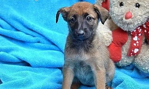Księżniczka Kiara szuka domku, mazowieckie Warsza