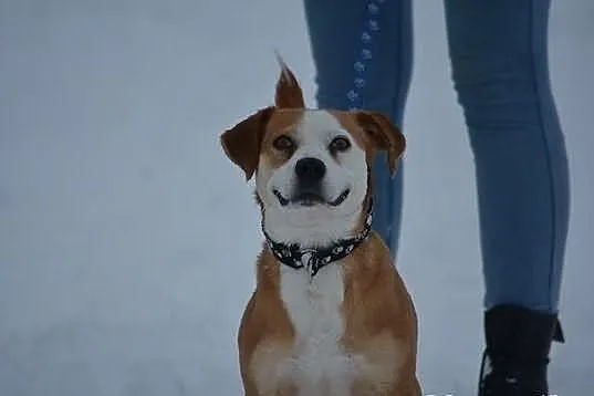 Rusty - młody, przyjazny psiak szuka domu