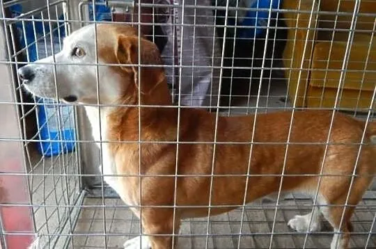 Rusty - młody, przyjazny psiak szuka domu