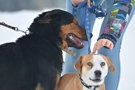 Rusty - młody, przyjazny psiak szuka domu