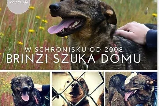 Brinzi - sunia o pogodnym usposobieniu wypatruje d
