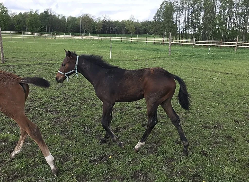 Odsadek ogier po hippica koh i Noor, ,