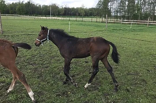 Odsadek ogier po hippica koh i Noor, , 