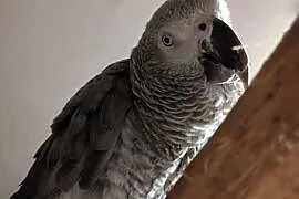 Papuga Żako -samczyk