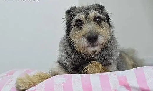 Uroczy Skubi kto go pokocha, kto go polubi?, śląs