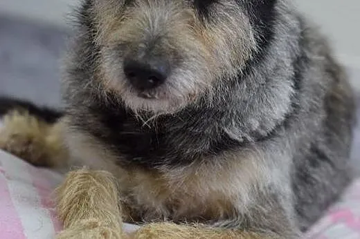 Uroczy Skubi kto go pokocha, kto go polubi?,  śląs