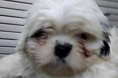 Piedek Shih tzu