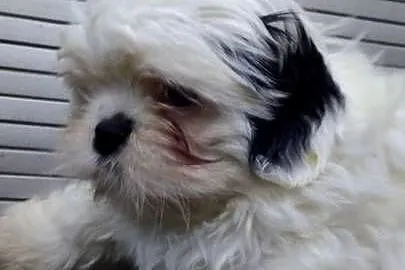 Piedek Shih tzu, Kujawsko-pomorskie, Unisław