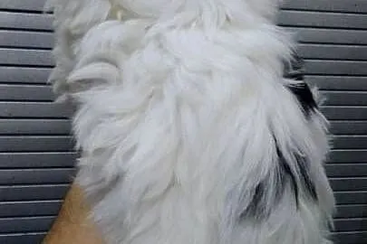 Piedek Shih tzu, Kujawsko-pomorskie, Unisław