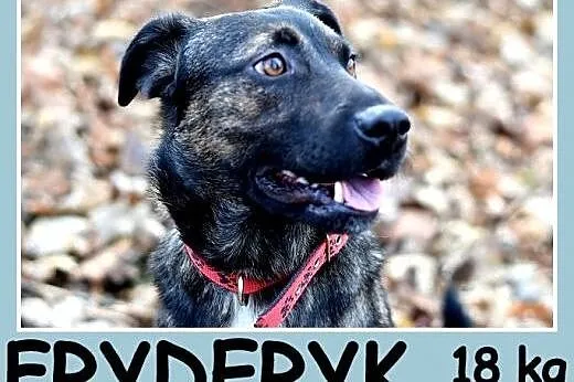 Z domu tymcz.18 kg, 2 lata,przyjacielski,pogodny pies FRYDERYK.Adopcja,  mazowieckie Warszawa
