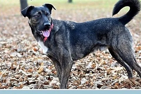 Z domu tymcz.18 kg, 2 lata,przyjacielski,pogodny p