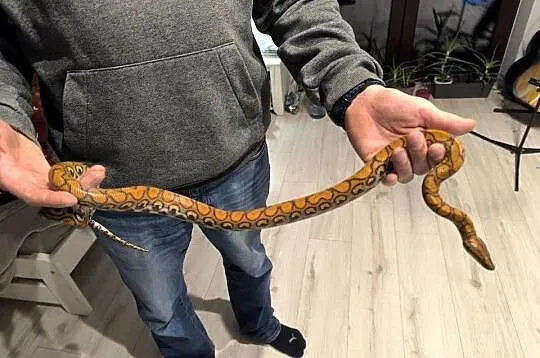 Wąż Boa Tęczowy Brazylijski 3latek