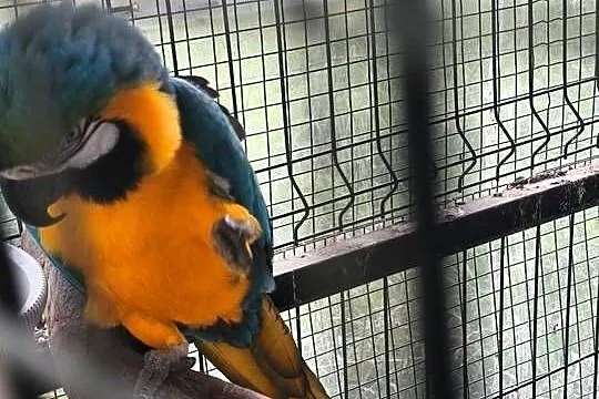 Ary Ararauny para, Śląskie, Dąbrowa Górnicza