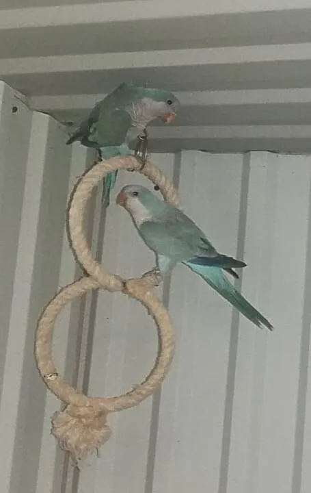 mnicha nizinna - samica, , Kamionki