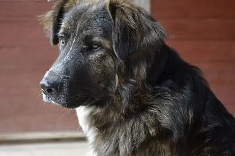 Fergus - Czy znajdzie dom ... ?,  pomorskie Wejher