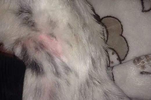 Maly piesek wyrzucony z samochodu na ulice,  łódzk