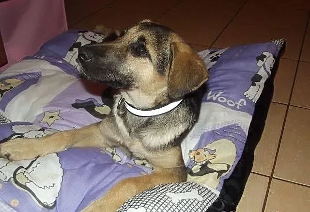 MILKA - sunia do adopcji.