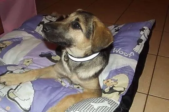 MILKA - sunia do adopcji.