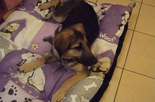 MILKA - sunia do adopcji.