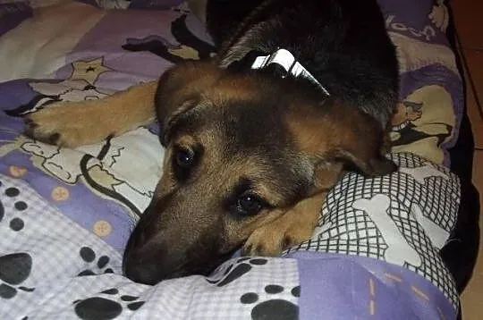 MILKA - sunia do adopcji.