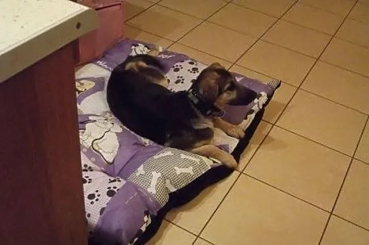 MILKA - sunia do adopcji.