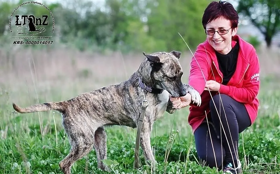 Amstaffka Dora pręgowanej barwy czeka na dom
