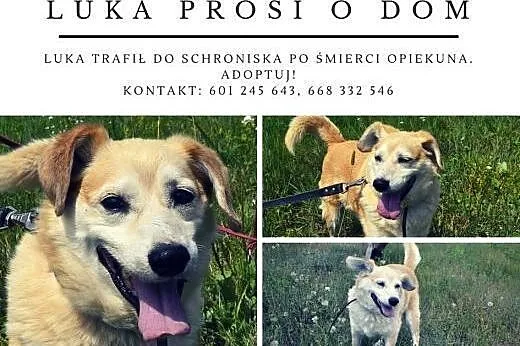 Pan umarł - psiak na bruk! Luka czeka na anioła, k