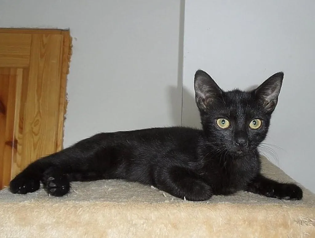 Lilo - do adopcji