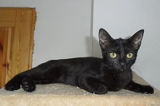 Lilo - do adopcji