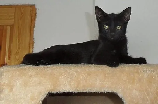 Lilo - do adopcji