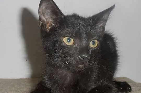 Lilo - do adopcji