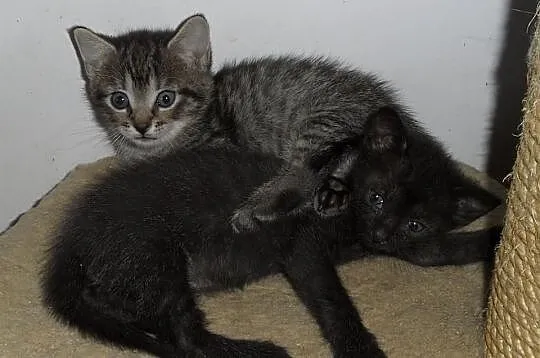 Lilo - do adopcji