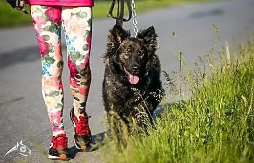 Miłka - przepiękna suczka, wyjątkowa - do adopcji,