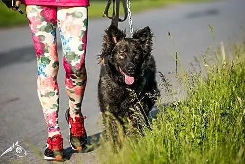 Miłka - przepiękna suczka, wyjątkowa - do adopcji,